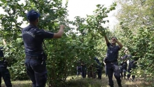 Zühre anne için fındık harekatı: Evladı şehit ama bahçesinde ordusu var... 