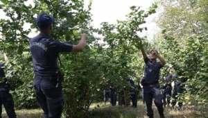 Zühre anne için fındık harekatı: Evladı şehit ama bahçesinde ordusu var... 