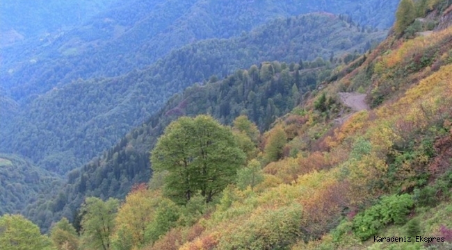 KÖYLERİMİZİN KOKARCA BÖCEĞİYLE BAŞI DERTTE