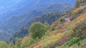 KÖYLERİMİZİN KOKARCA BÖCEĞİYLE BAŞI DERTTE