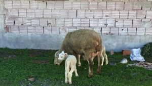 Ziyaret bilir, koç kimin. Kuzu kimin... 