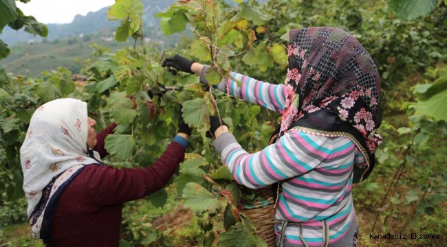 Fındık Yevmiyesi ve patoz fiyatları açıklandı