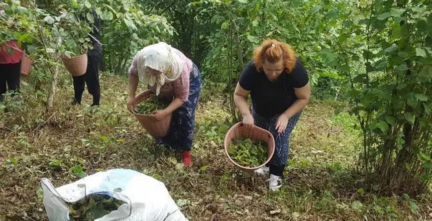 Fındık Yevmiyesi ve patoz fiyatları açıklandı