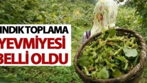İlk yevmiye o ilde açıklandı: 2023 yılının en düşük fındık toplama yevmiyesi 447 lira 15 kuruş olarak belirlendi