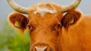 Dılav'dan bir ÖKÜZ ( GA ) hikayesi...