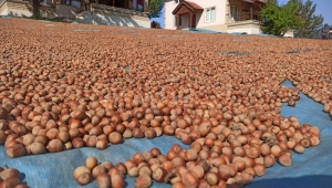 Fındık işi, yapılan masrafı ödemiyor...