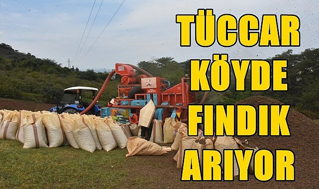 Fındık bu sene çok değerli... Tüccar köyde fındık arıyor