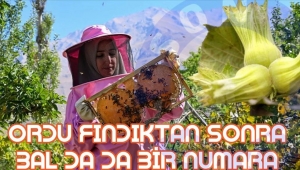 ORDU FINDIKTAN SONRA BALDA DA BİR NUMARA