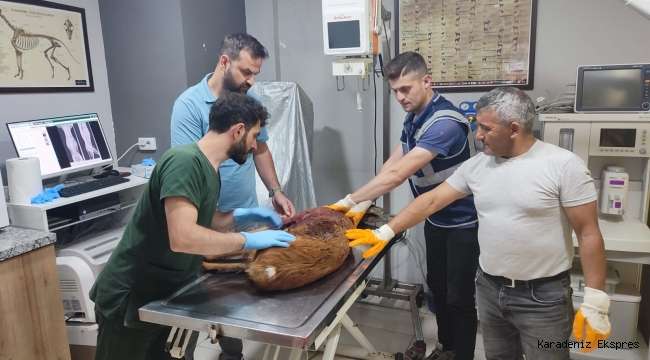 YARALI KARACA TEDAVİSİ YAPILDIKTAN SONRA KORUMA ALTINA ALINDI