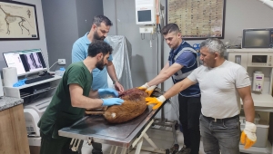 YARALI KARACA TEDAVİSİ YAPILDIKTAN SONRA KORUMA ALTINA ALINDI