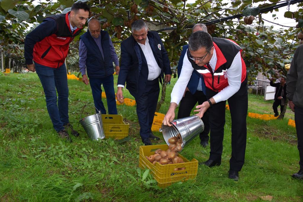 Ordu'da Kivi Hasatı Başladı