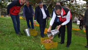 Ordu'da Kivi Hasatı Başladı