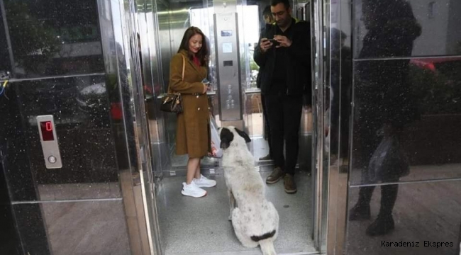 Artvin'de mahalle asansörünü mesken tutan köpekler 