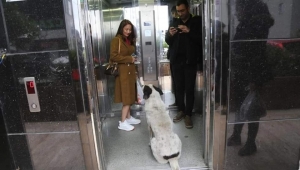 Artvin'de mahalle asansörünü mesken tutan köpekler 