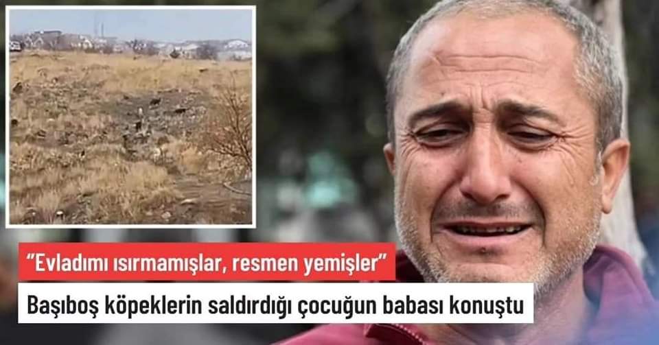 Başıboş köpeklerin saldırdığı çocuğun babası konuştu: Evladımı ısırmamışlar, resmen yemişler 