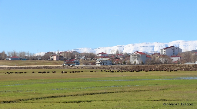 Yoğun kar yağışıyla ünlü Karlıova kış ayında baharı yaşıyor