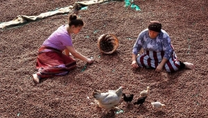 Fındık ne kadar oldu? İşte il il fındık fiyatları...