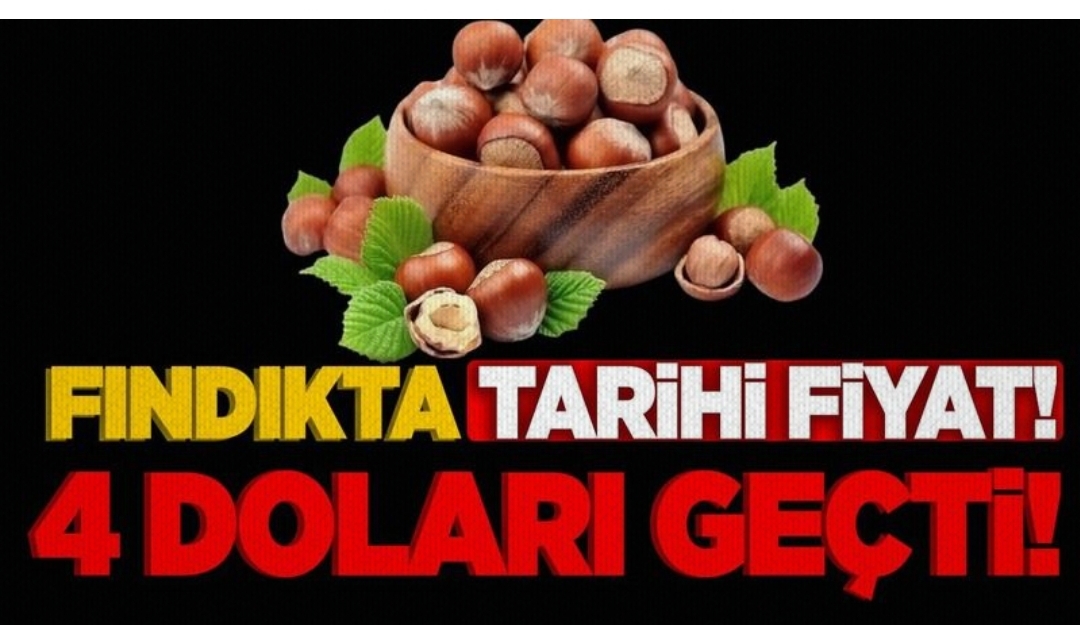 Fındıkta tarihi fiyat : Fındık fiyatı sonunda 4 dolara ulaştı. 