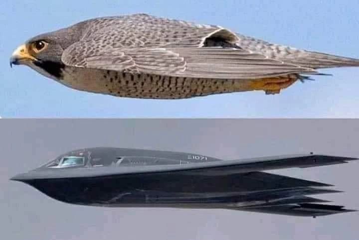NASA uçakları 10 kat daha sessiz yapabilmek için baykuşların kanatlarını inceliyor