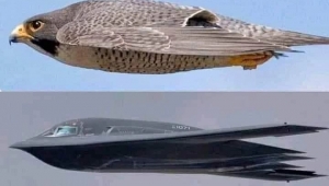 NASA uçakları 10 kat daha sessiz yapabilmek için baykuşların kanatlarını inceliyor 