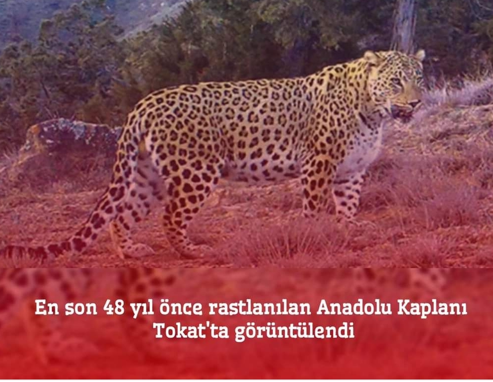 TOKAT’TA ANADOLU KAPLANI GÖRÜLDÜ
