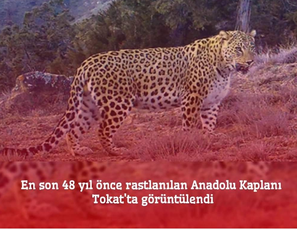 TOKAT’TA ANADOLU KAPLANI GÖRÜLDÜ 