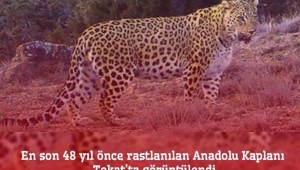 TOKAT’TA ANADOLU KAPLANI GÖRÜLDÜ 