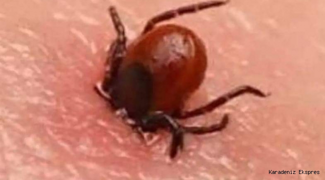 DİKKAT KENE KÂBUSU GERİ DÖNÜYOR