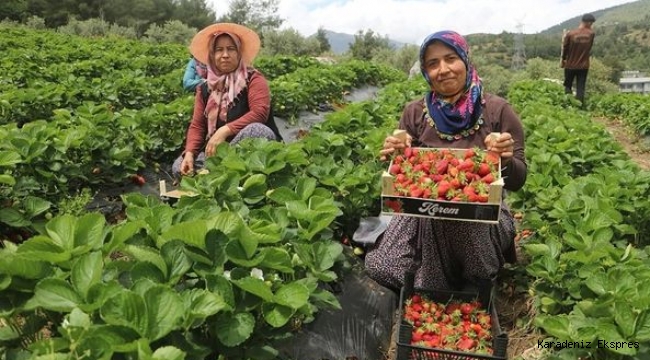  Enkaz kentte yüz güldüren çilek hasadı: Tarladan 70 TL’den alıcı buluyor