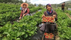  Enkaz kentte yüz güldüren çilek hasadı: Tarladan 70 TL’den alıcı buluyor