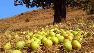 Ahlat ağacı Anadolu insanına benzer..