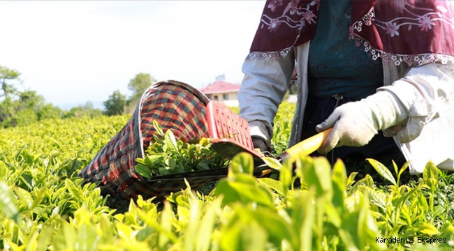 ÇAYKUR'da Yaş Çay Alımlarında 50 kg Kontenjan Sınırı!