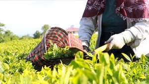 ÇAYKUR'da Yaş Çay Alımlarında 50 kg Kontenjan Sınırı!