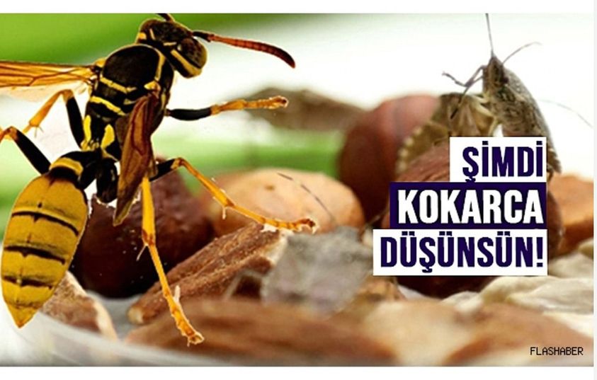 SAMURAY ARILAR SİNOP'TA DOĞAYA SALINACAK!