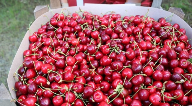 Erzincan'da Kiraz Hasadı Başladı