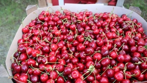 Erzincan'da Kiraz Hasadı Başladı 