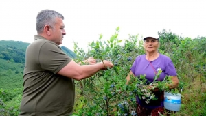 GİRESUN'DA MAVİ YEMİŞ HASADI 