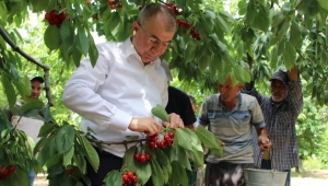 MEŞHUR AMASYA KİRAZINDA HASAT BAŞLADI, 50 BİN TON REKOLTE BEKLENİYOR 