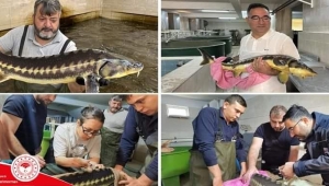 SULUOVA’DA ÜRETİLEN MERSİN BALIĞI YUMURTASININ KİLOSU 240 BİN TL