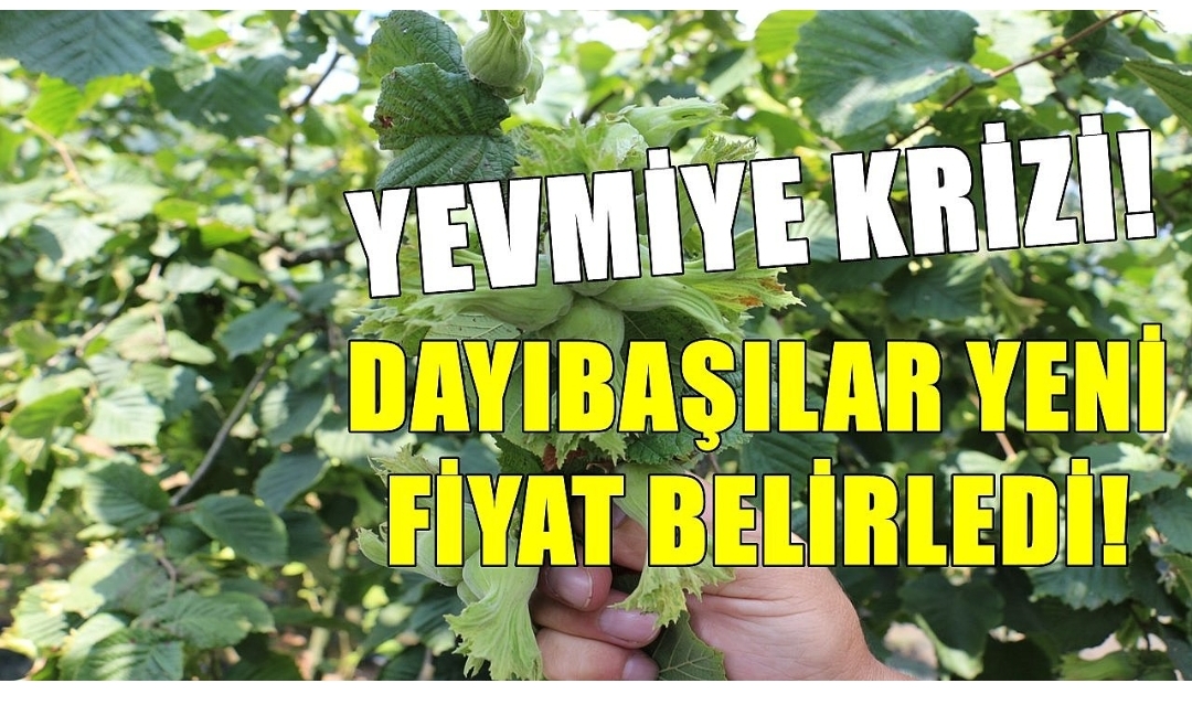 Fındık bahçesinde yevmiye krizi patlak verdi! Dayıbaşılar resti çekti, yeni fiyat belirledi