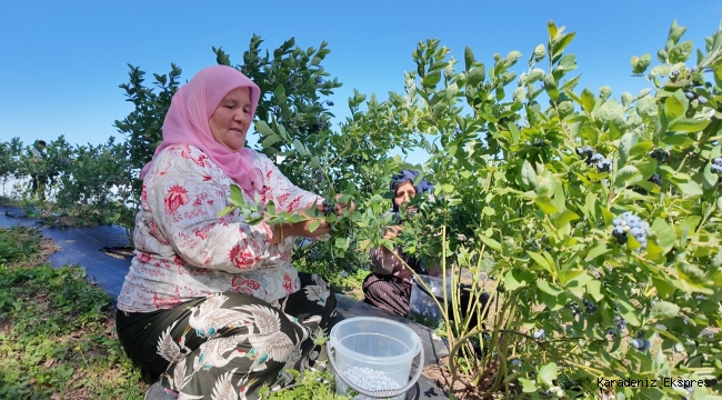 ORDU’NUN TOPRAKLARINDAN BEREKET FIŞKIRIYOR MAVİ YEMİŞ KAZANDIRIYOR