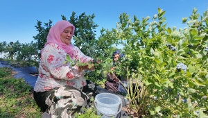  ORDU’NUN TOPRAKLARINDAN BEREKET FIŞKIRIYOR MAVİ YEMİŞ KAZANDIRIYOR