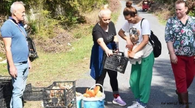 İstırancalarda mantar mesaisi... Istranca Ormanları'nda mantar bereketi; Avrupa ülkelerine ihraç ediliyor