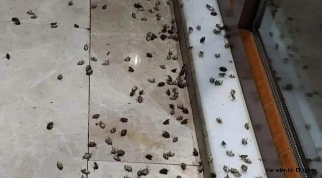 KAHVERENGİ KOKARCA KÂBUSA DÖNDÜ