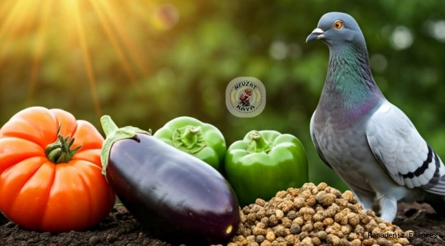 Güvercin Gübresi Tarımda Faydaları