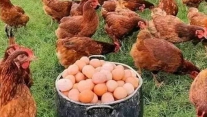YUMURTA HAKKINDA İLGİNÇ GERÇEKLER 