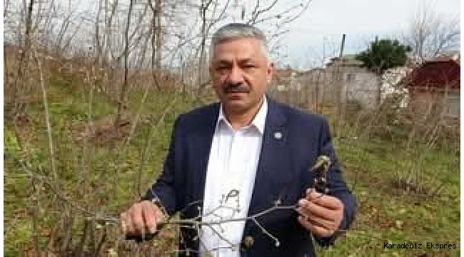 Ordu'da fındığı don vurdu: Rekolte yüzde 50'nin altına düşebilir