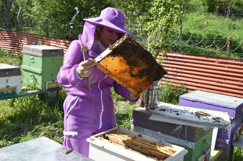 Artvin'de 2 kovanla başladı: Kadın arıcı şimdi yılda 1.5 ton bal üretiyor