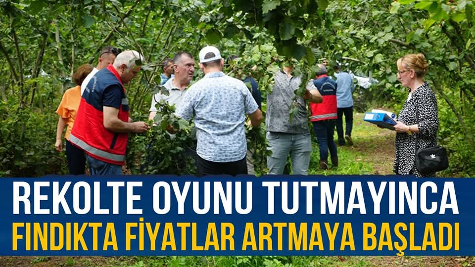 FINDIKTA FİYATLAR YÜKSELMEYE BAŞLADI