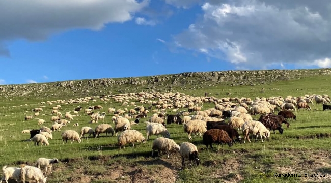 Koyun Sürüsü Yeşilin Kalbinde Kars Yaylalarında Doğayla İç İçe Üretimin Sessiz Tanıkları